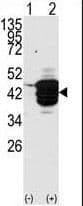 HDAC11 Antibody (aa1-30)