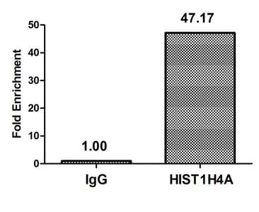 Polyclonal Rabbit anti-Human HIST1H4I Antibody (IHC, IF)