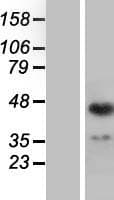ING1 Protein (Over-Expression Lysate Myc-DDK (Flag))