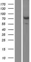 AIFM3 Protein (Over-Expression Lysate Myc-DDK (Flag))
