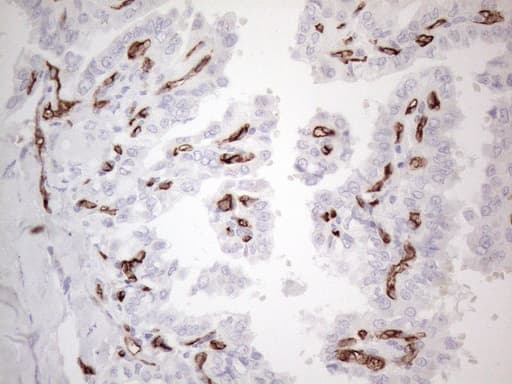 CD34 Antibody (aa312-385, clone OTI11E1)
