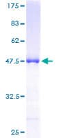 Human RGS10 Protein (Recombinant GST)