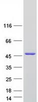 Human SNUPN Protein (Recombinant Myc-DDK (Flag))
