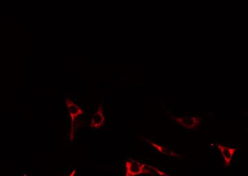 IL17RA Antibody