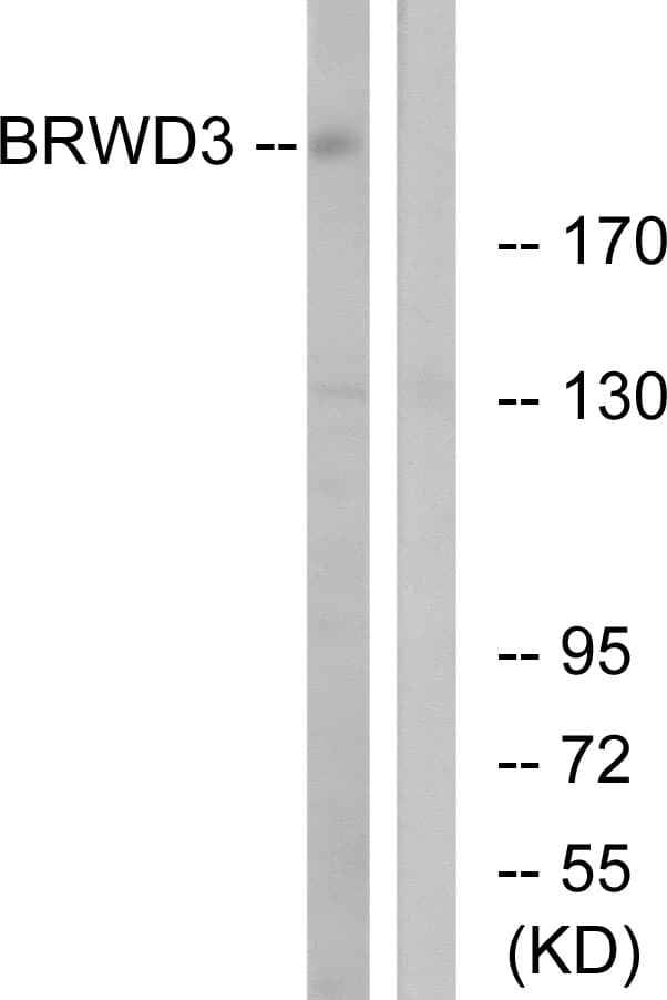 BRWD3 Antibody (aa1751-1800)