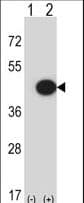 Polyclonal Rabbit anti-Mouse MAPK13 / p38delta Antibody (aa336-364, WB)