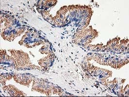 Monoclonal Mouse anti-Human TUBB4 / Tubulin Beta 4 Antibody (clone OTI5C1, IHC, IF, WB)