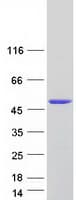 Human SNUPN Protein (Recombinant Myc-DDK (Flag))