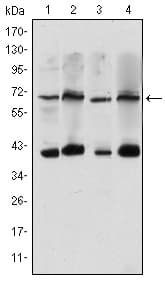 IHC-plus™ Monoclonal Mouse anti-Human CRTC3 Antibody (clone 5G9, IHC, IF, WB)