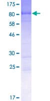 Human RAB11FIP2 / Rab11-FIP2 Protein (Recombinant GST)