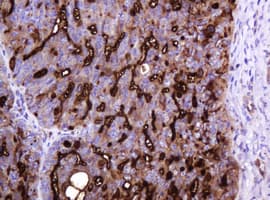 EMA / MUC1 Antibody (clone OTI2E3)
