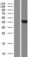 Human ARL6IP4 Protein (Over-Expression Lysate Myc-DDK (Flag))