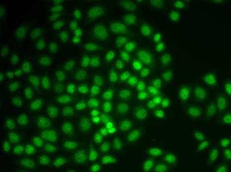 PTPN6 / SHP1 Antibody