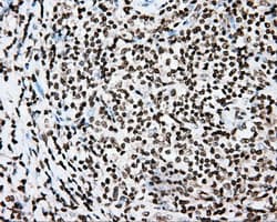 CYP1A2 Antibody (clone OTI6E2, Carrier-free)
