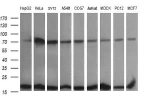 UBE2G2 Antibody (clone OTI1G10)