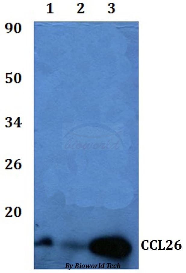 CCL26 / Eotaxin 3 Antibody