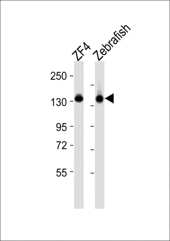 CYFIP1 Antibody (aa524-558)