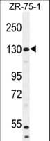 WWC1 / KIBRA Antibody (aa286-313)