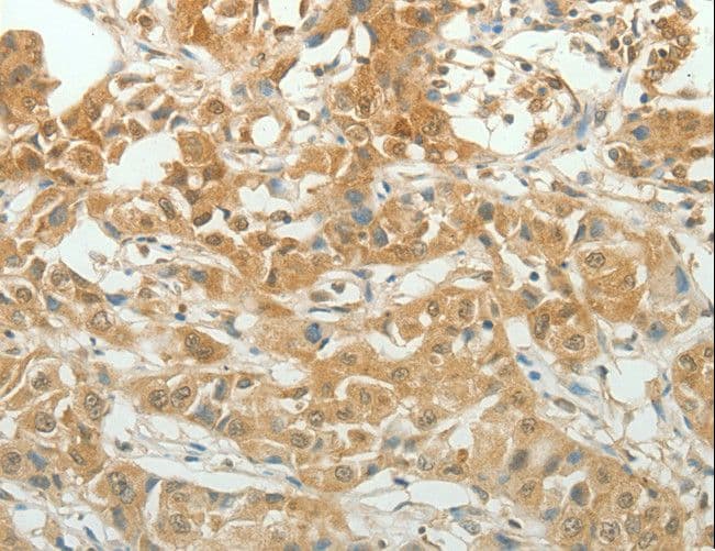 PAX5 Antibody