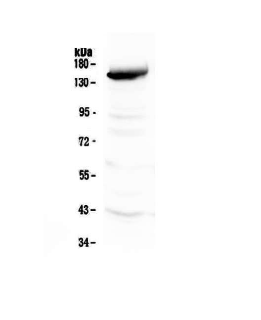 FLT4 / VEGFR3 Antibody
