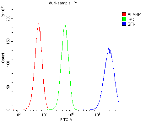 Polyclonal Rabbit anti-Human SFN / Stratifin / 14-3-3 Sigma Antibody (WB)