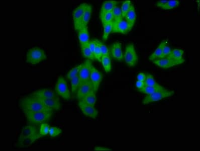 Polyclonal Rabbit anti-Human DPY19L3 Antibody (IF, WB)