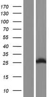 SPCS2 Protein (Over-Expression Lysate Myc-DDK (Flag))