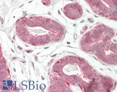 IHC-plus™ FBLIM1 / Migfilin Antibody (aa294-323)