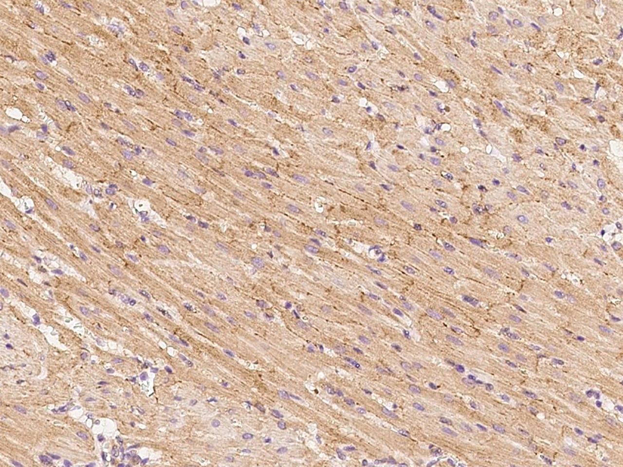 GFRA3 Antibody (Preservative Free)