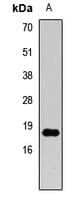 HIST3H3 Antibody