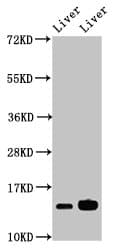 HIST1H2BB Antibody (aa2-126)