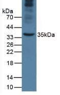 Apolipoprotein A-V Antibody (clone C6, APC)