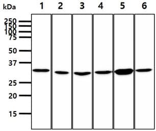 PPCS Antibody (clone AT10D11)
