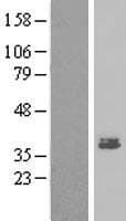 PEG1 / MEST Protein (Over-Expression Lysate Myc-DDK (Flag))
