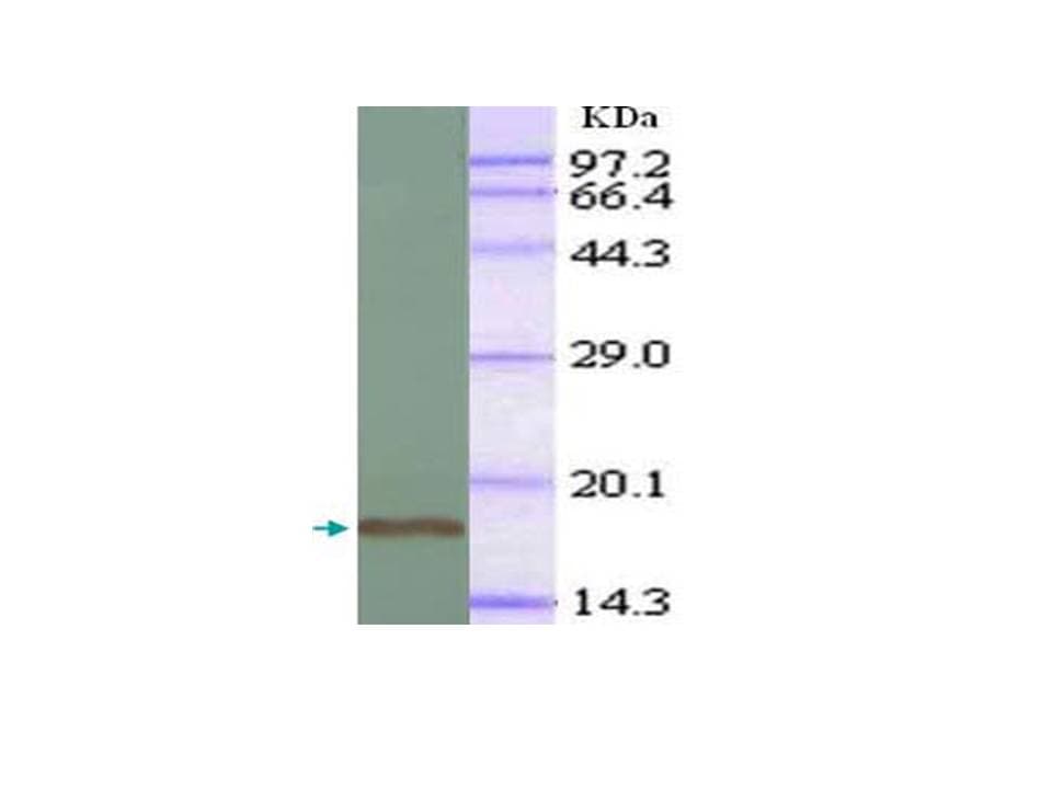 Monoclonal Mouse anti-Human TGFB1 / TGF Beta 1 Antibody (aa1-111, WB)
