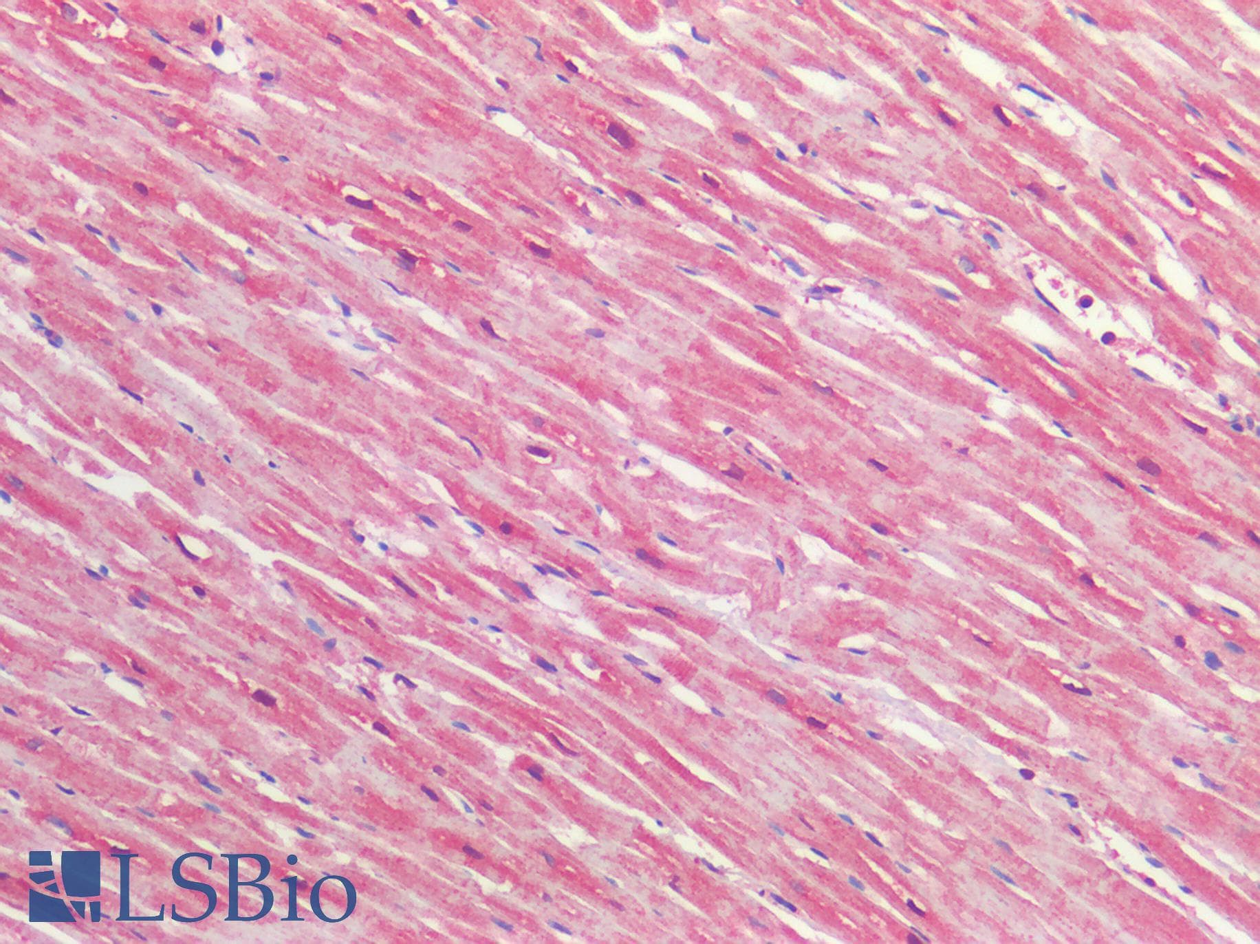 IHC-plus™ TSLP Antibody