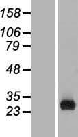 C1orf186 Protein (Over-Expression Lysate Myc-DDK (Flag))
