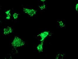 OXNAD1 Antibody (clone OTI1D1)