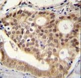 C11orf53 Antibody (aa187-215)