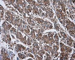 NME4 Antibody (clone OTI4E8)