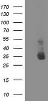 NHEJ1 / XLF Antibody (clone OTI3D6)