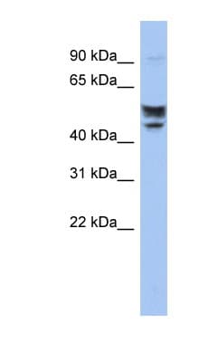 SERINC2 Antibody (aa71-120)