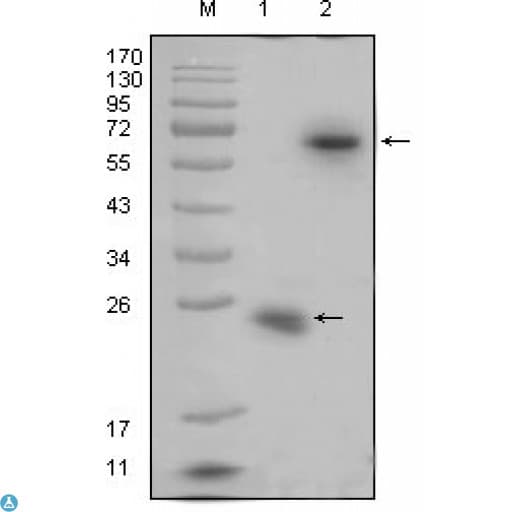 Monoclonal Mouse anti-Human RSPO1 / RSPO Antibody (WB)