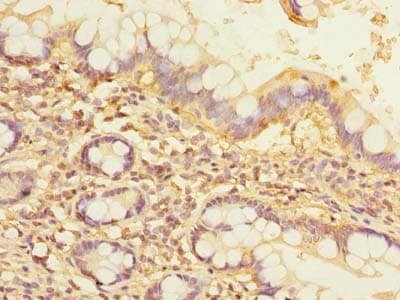 NOL10 Antibody
