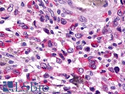 PathPlus™ TAAR8 Antibody (Cytoplasmic Domain)