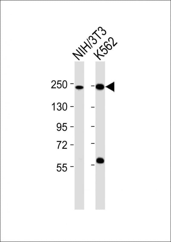SMARCA4 / BRG1 Antibody (aa1352-1386)