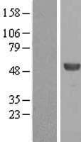 ALDH8A1 Protein (Over-Expression Lysate Myc-DDK (Flag))