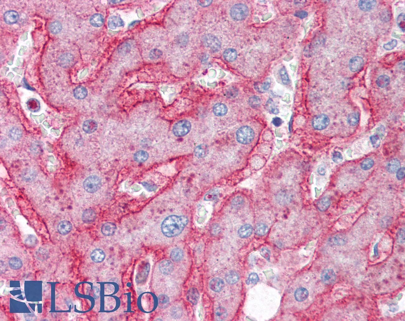 IHC-plus™ Polyclonal Goat anti-Human ENPP1 Antibody (aa915-925, IHC)