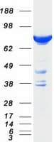 Human HID1 / C17orf28 Protein (Recombinant Myc-DDK (Flag))