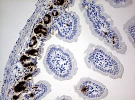 BrdU Antibody (clone 5C1)